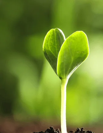 small plant